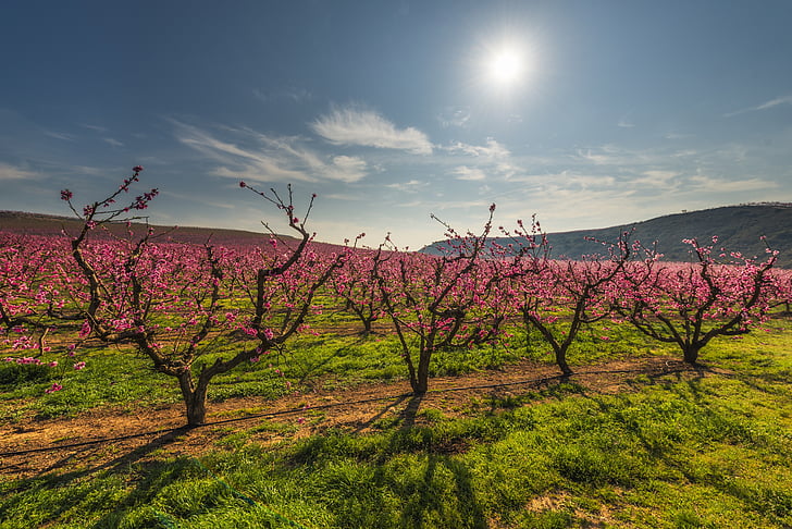 color fields, trees, field, tree, green, flowers, color