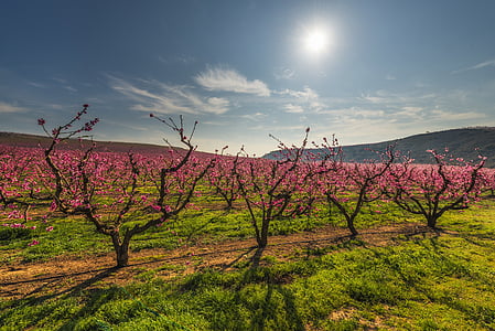 camps de color, arbres, camp, arbre, verd, flors, color