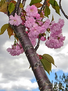flor, primavera, naturaleza, Fondo de primavera, floración, árbol, florece