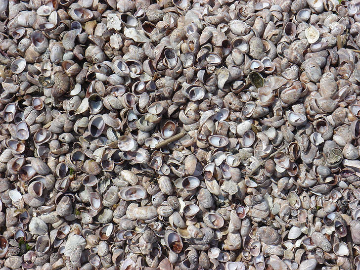 Muschel, Sand, im freien, Strand, Schalen, Schalen-Hintergrund, am Meer
