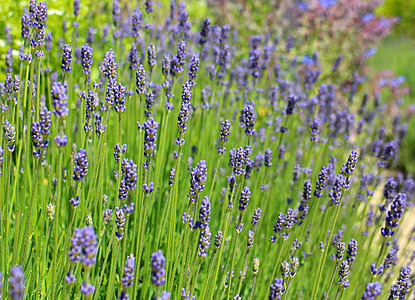 lavender, lavender flowers, purple, violet, inflorescence, crop, ornamental plant
