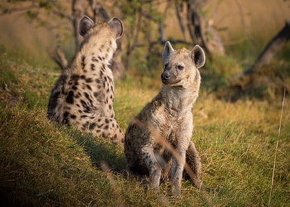 hyene, Afrika, Botswana, dyr, dyreliv, Safari, dyr i naturen