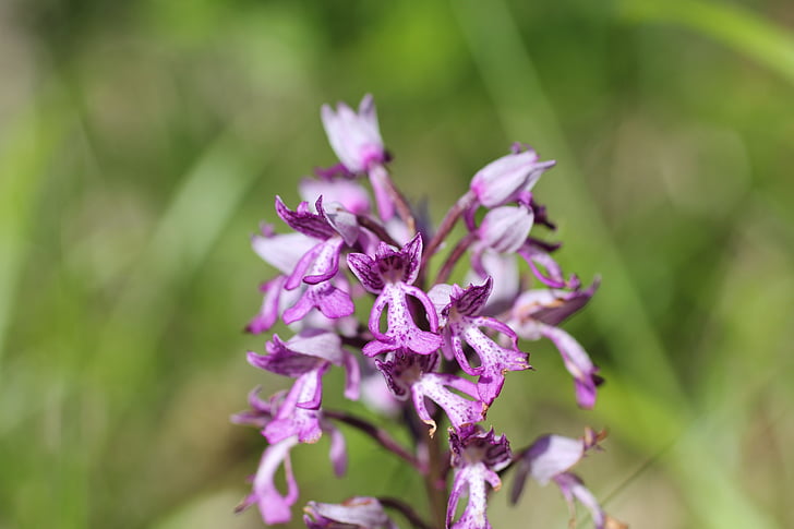 hjelm orchid, blomst, Orchid, lilla