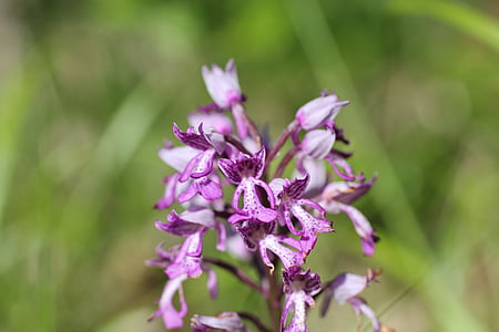 Šalmas orchidėja, gėlė, orchidėja, violetinė