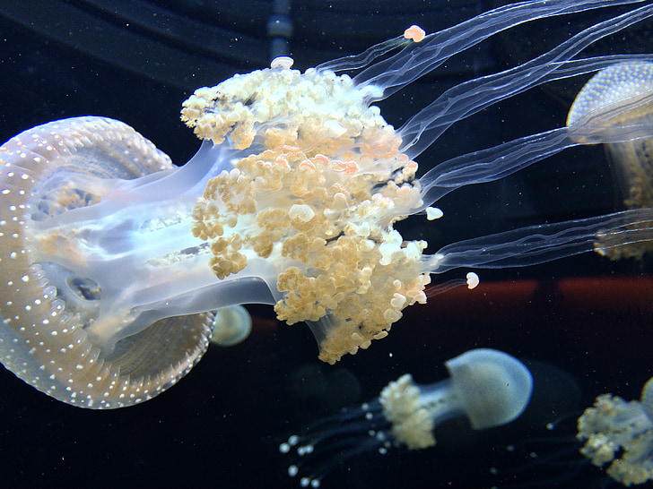 jellyfish, tentacles, aquarium, black, translucent, aquatic, poisonous