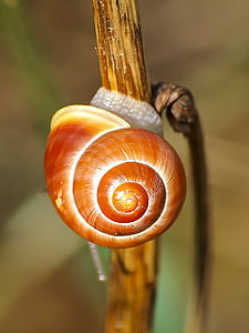 snail, tape worm, nature, animal, mollusk, garden bänderschnecke, spiral