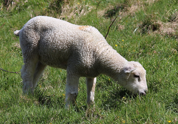 pecore, agnello, campo, azienda agricola, agricoltura, lana, bestiame