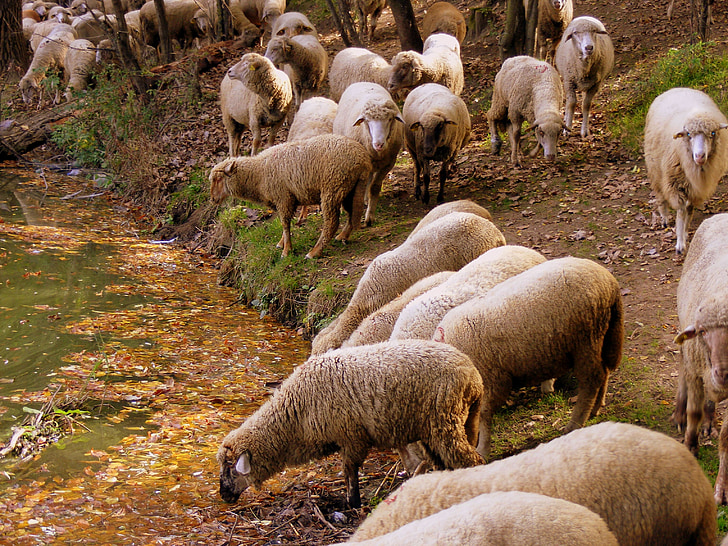 羊, 群れ, 水, フォレスト, 湖