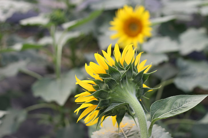 sunflower, green, open country, flower