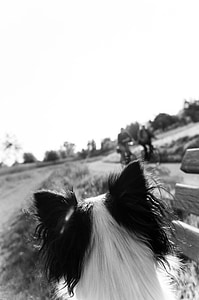 cane, orecchie, direzione di osservazione, punto di vista, cucciolo