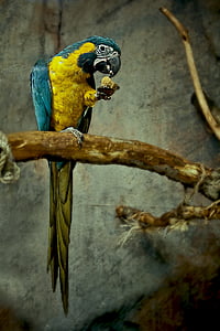 papagáj, madár, színes, állat, természet, trópusi, PET