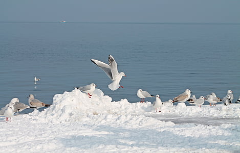海鸥, 鸟, 康斯坦茨湖, 冬天, 自然, 海鸥, 动物