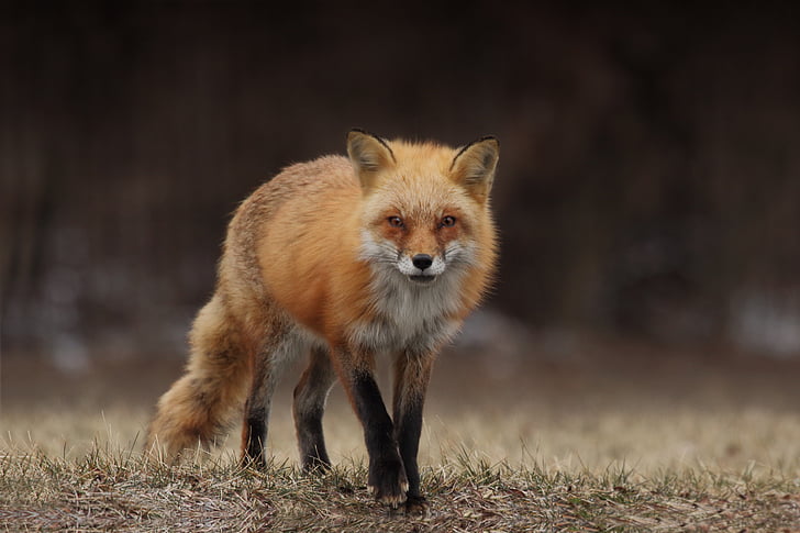 Foto, maro, negru, Fox, iarba, blur, faunei sălbatice