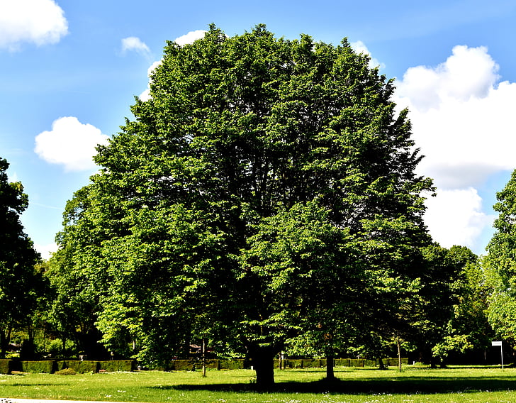 tree, nature, landscape, blue sky, clouds, park