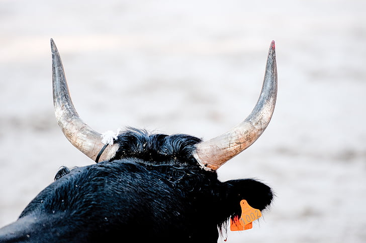 bull races, bull, camargue race, horn, cowhide, one animal, animal