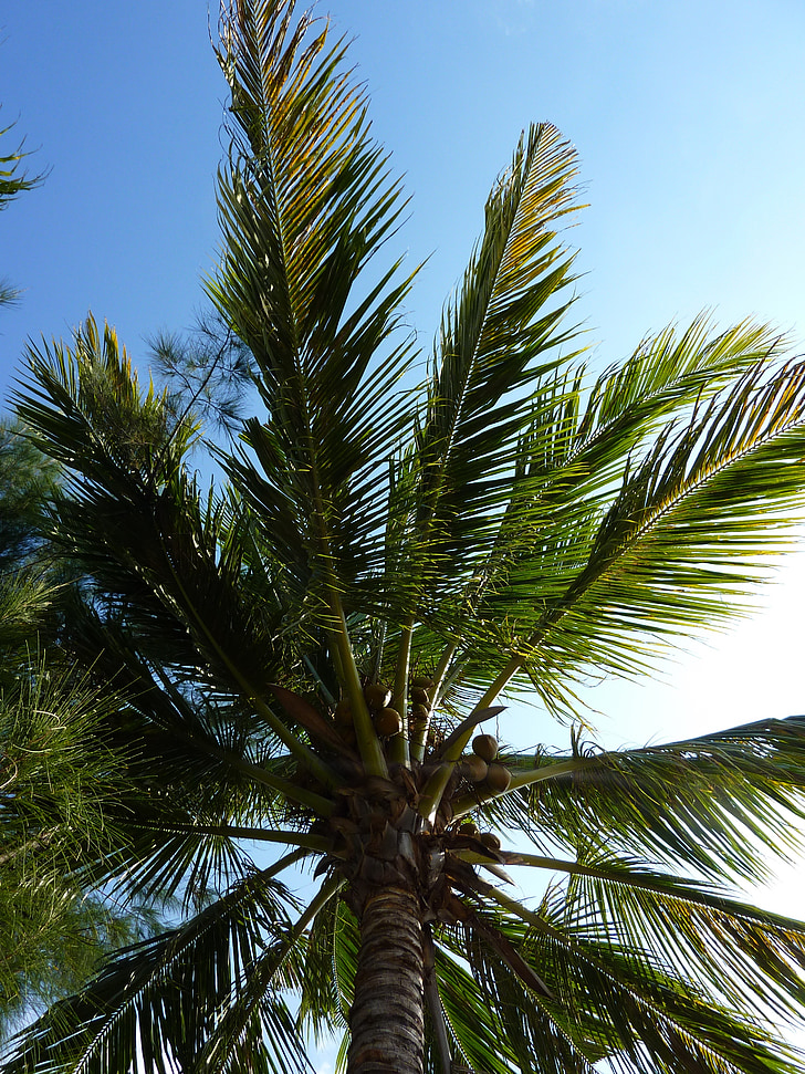 palm tree, dom, holiday