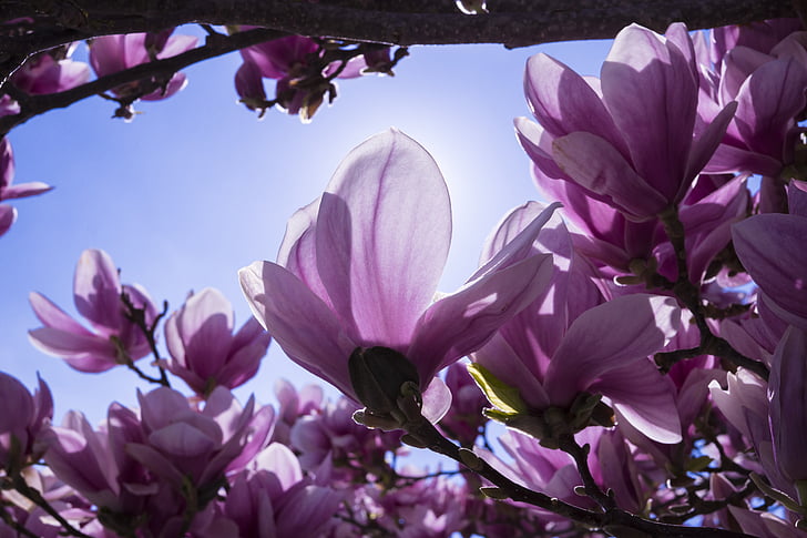 Magnolia, flores, rosa, flor de Magnolia, blütenmeer, primavera, magnoliengewaechs