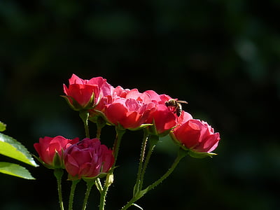 рози, червен, цвете, растителна, венчелистче, розово цвете, обратно светлина