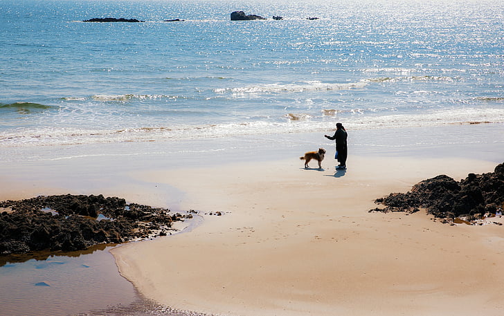 пляж, собака, Морський, синій, навчання, ранок, домашні тварини