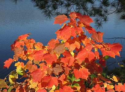 alam, daun, Maple, pohon, cabang, warna, merah