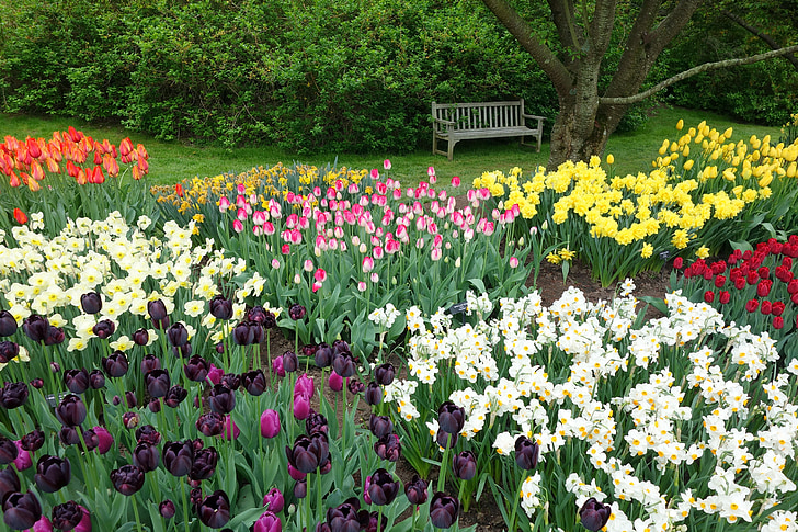 tulipanes, narcisos, flores, primavera, flor, Narciso, naturaleza