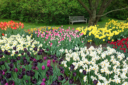 Tulipaner, påskeliljer, blomster, forår, Blossom, Narcissus, natur