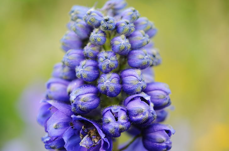 fiore, blu, floreale, ngarden, Blooming, naturale, carattere closeup