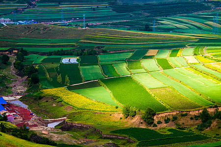 terrace, fields, agriculture, plant, landscape, asia, environment