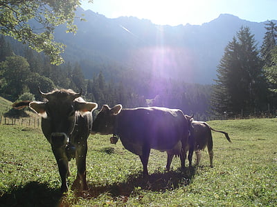 Cow, grå boskap, betesmark