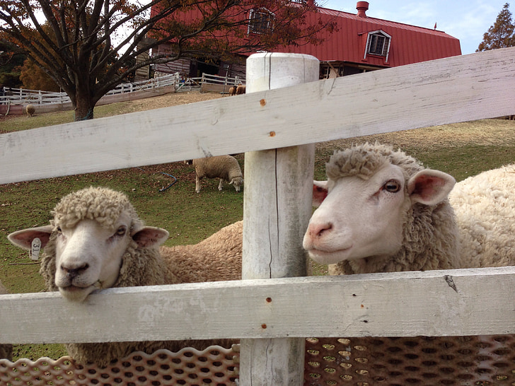 ovelhas, montanha, rancho, Japão, cerca