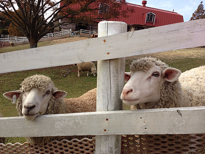 moutons, montagne, Ranch, Japon, clôture