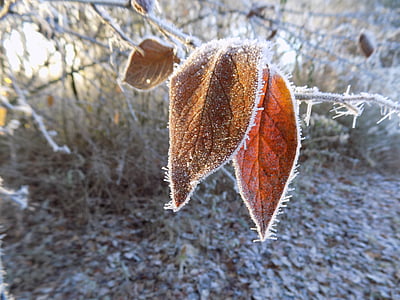 Frost, kalde, frosset, blad, natur