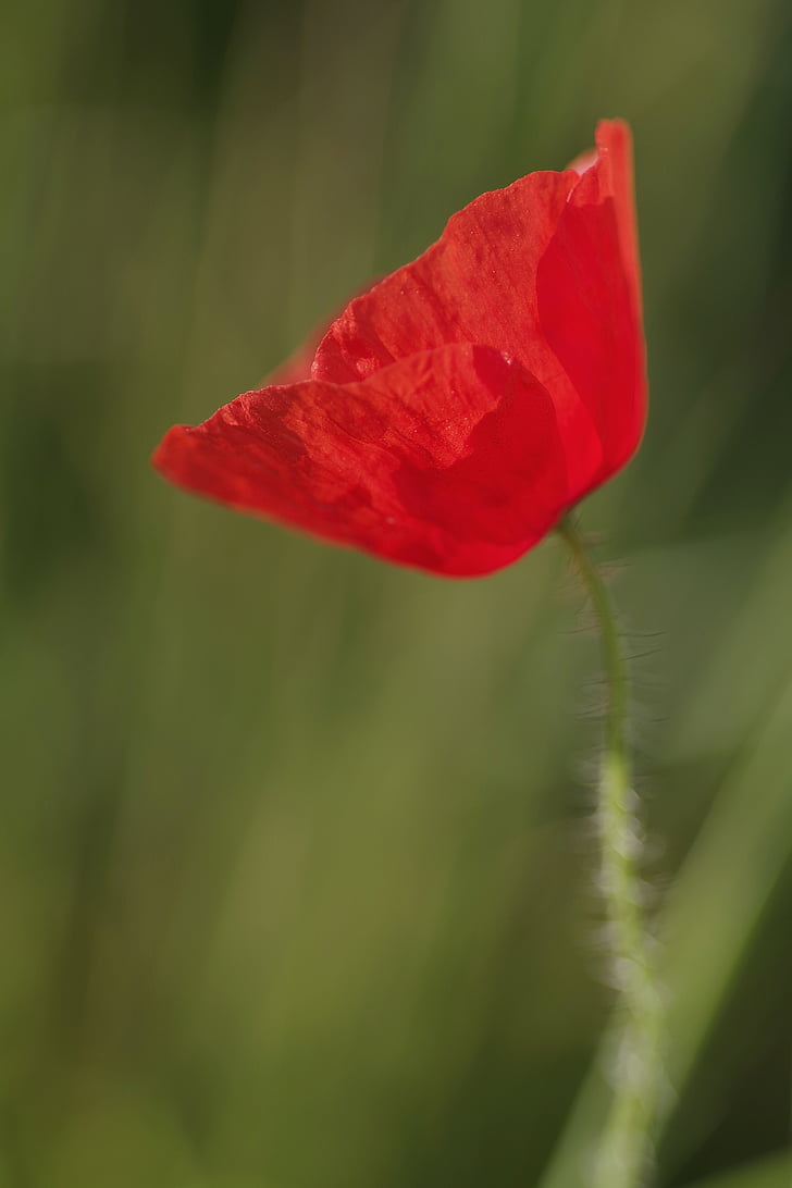 Poppy, bunga, merah, tunggal, kelopak, makro, padang rumput