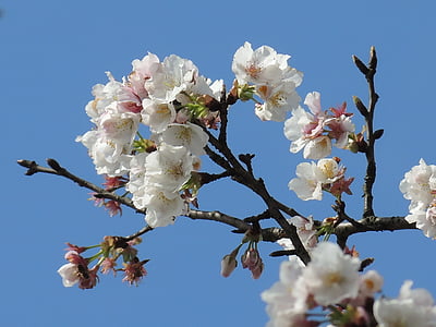 Plum blossom, Hoa, mận