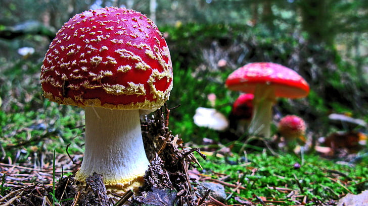 fly agaric, mushroom, forest, nature, red fly agaric mushroom, fungus, toadstool