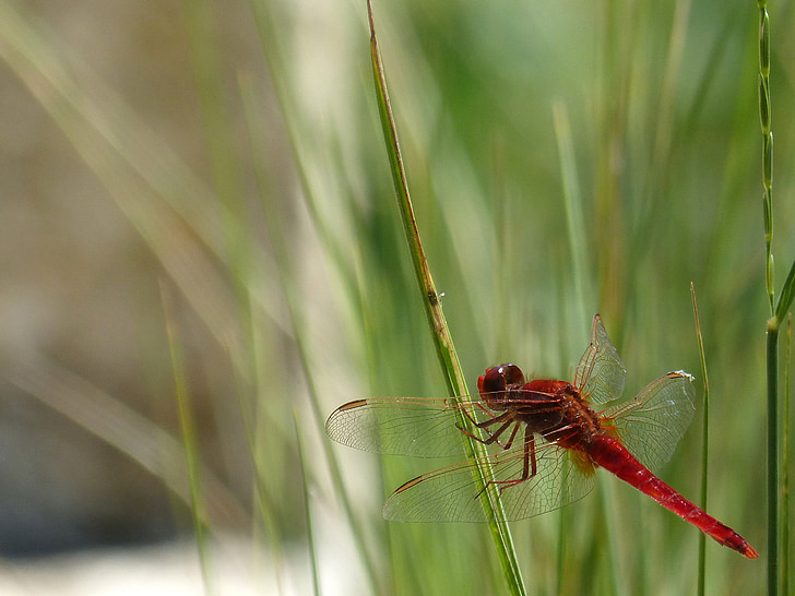 erythraea crocothemis, red dragonfly, raft, wetland, winged insect, dragonfly
