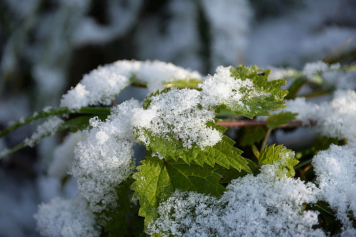 snow, stinging nettle, snowy, first snow, cold, winter, cold temperature