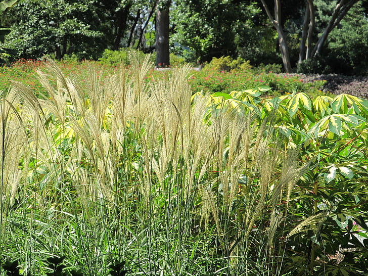 pampas, pene reed, iarba, inaltime, plante, Botanică, în aer liber