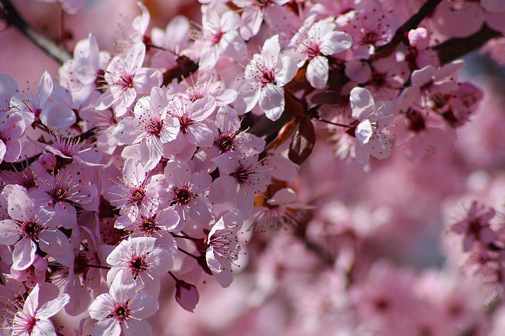 flowers, colorful, spring, nature, color, plant, garden