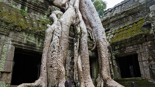 cambodia, angkor, temple, ta prohm, history, asia, temple complex