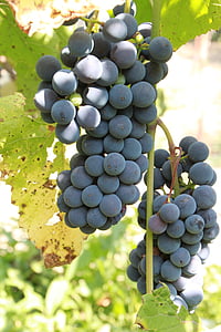 grapes, cluster, grapevine, fruit, wine, harvest, winery