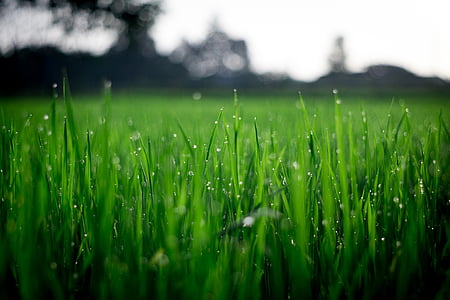 green, grass, selective, focus, photograph, plant, agriculture