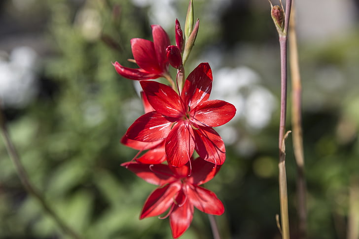 flower, blossom, bloom, red, close, plant, spring
