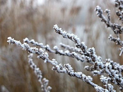 hoarfrost, reed, winter, wintry, ice, icy, frost