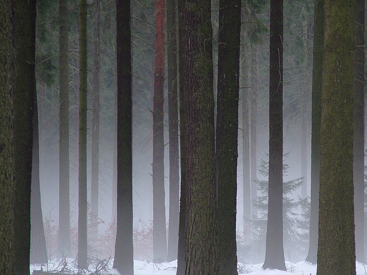 erdő, Drezda, Drezda heath, téli, köd, természet, fa