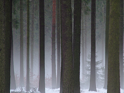 Les, Drážďany, Drážďanské vřesoviště, Zimní, mlha, Příroda, strom