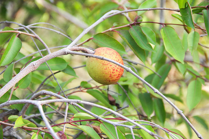 mangaba, Boipeba, trooppiset hedelmät