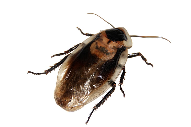 cockroach, insect, imago, blaberus, pet, animal