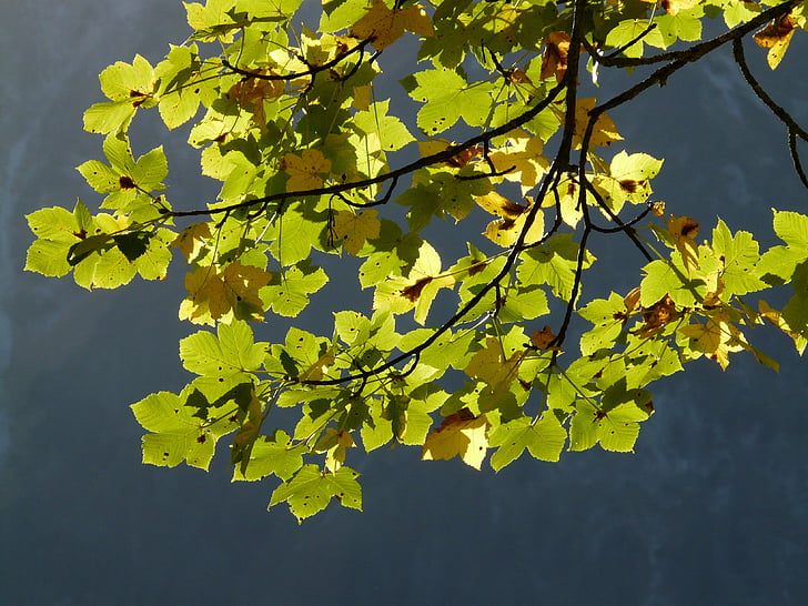 Javor horský, listy, zelená, podzim, Javor klen, Javor, Acer