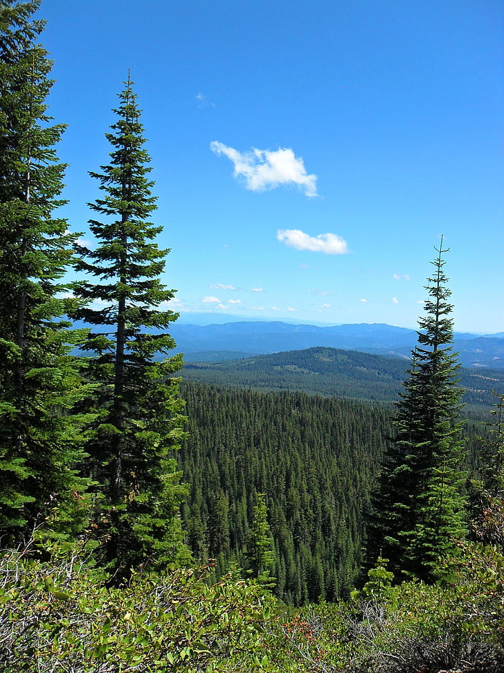 forest, trees, green, sky, spring, mountain, landscape